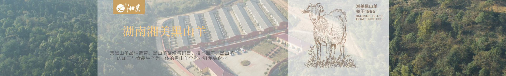 湘美黑山羊